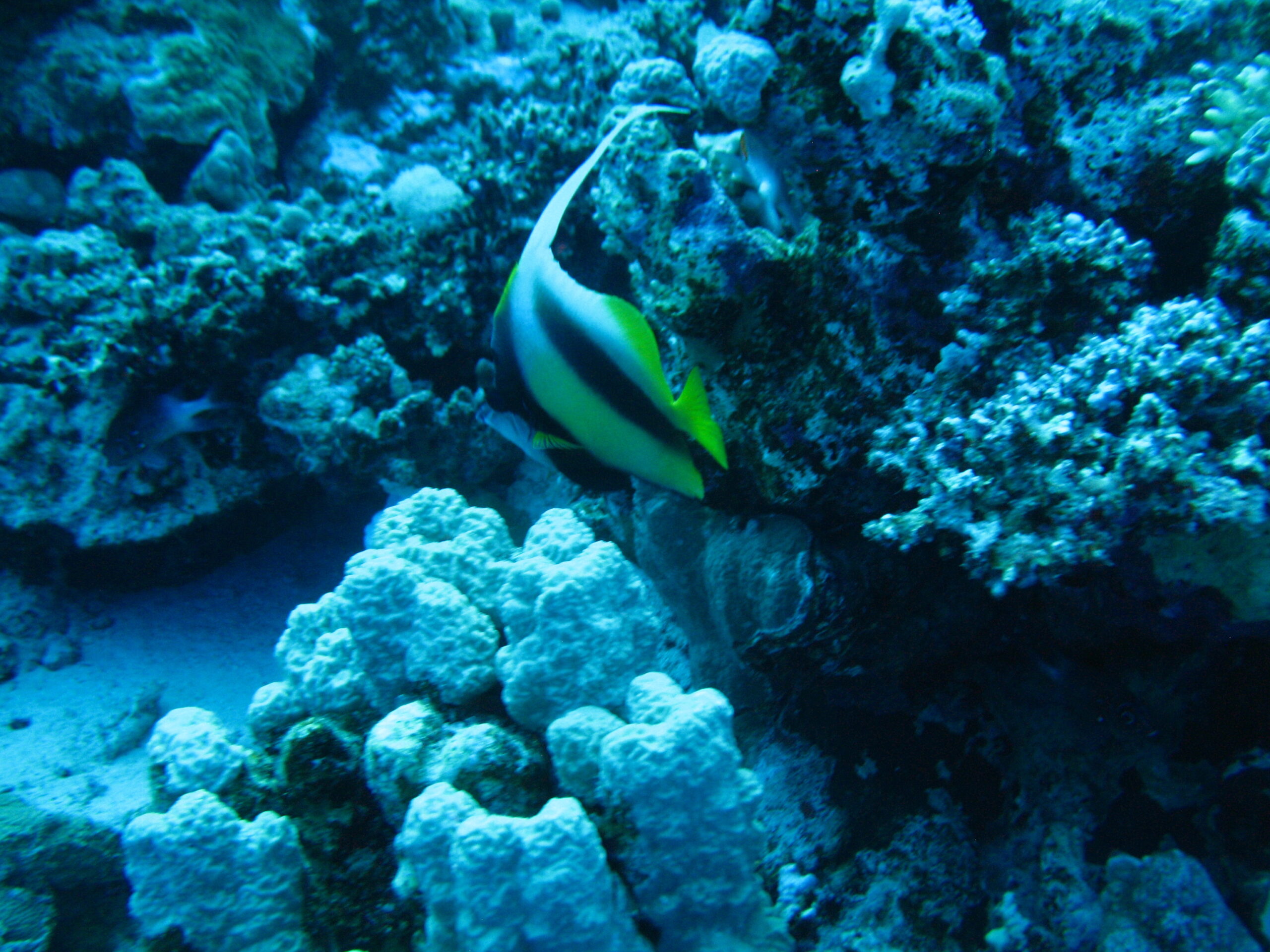Red Sea